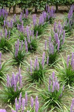 Japansk skilla Liriope muscari 'Moneymaker' potte Liriope muscari 'Moneymaker'