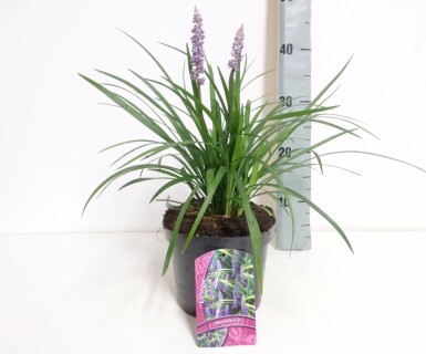 Japansk skilla Liriope muscari 'Moneymaker' potte Liriope muscari 'Moneymaker'