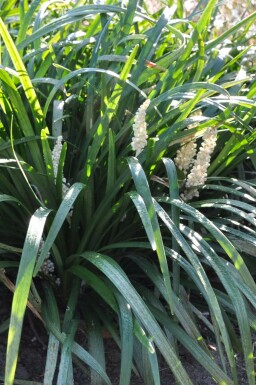 Japansk skilla Liriope muscari 'Monroe White' potte Liriope muscari 'Monroe White'