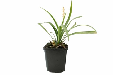 Japansk skilla Liriope muscari 'Monroe White' potte Liriope muscari 'Monroe White'