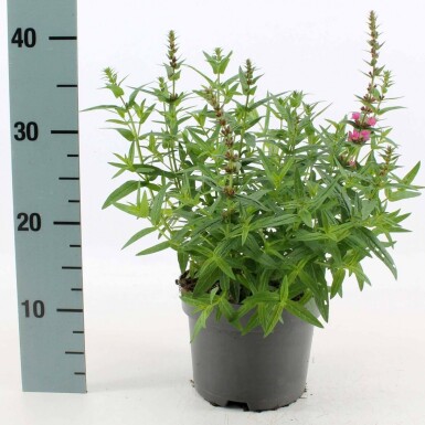 Almindelig kattehale Lythrum salicaria 'Robert' potte Lythrum salicaria 'Robert'