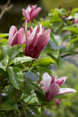 Magnolia Magnolia 'Susan' potte Magnolia 'Susan' busk