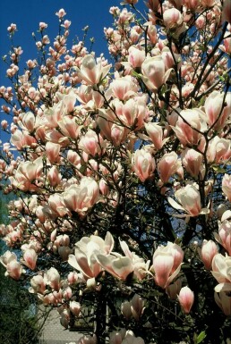 Almindelig Magnolia Magnolia soulangeana potte Magnolia soulangeana busk