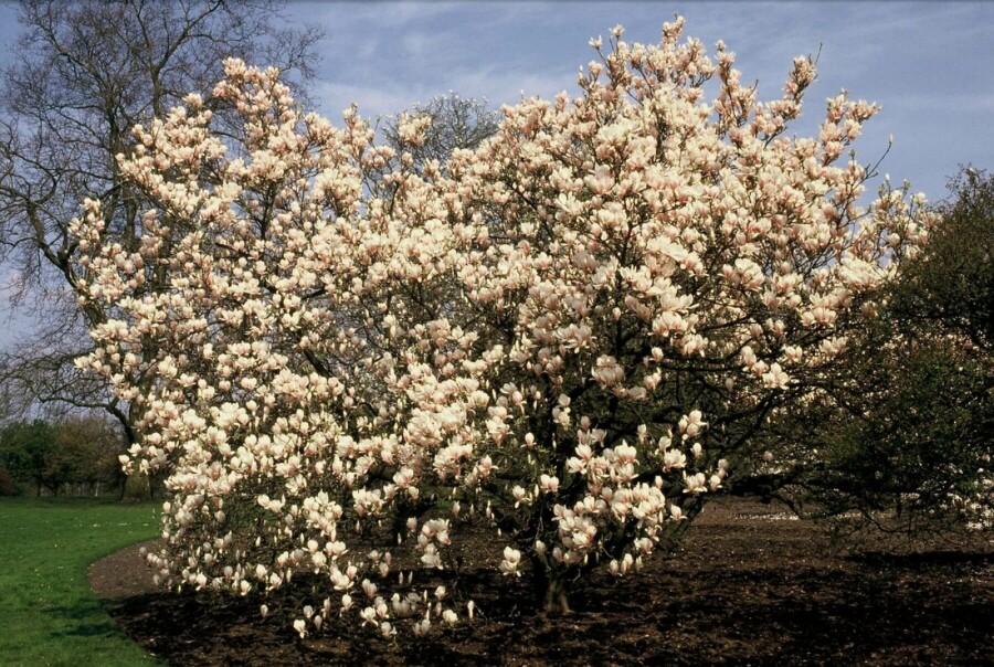 Almindelig Magnolia Magnolia soulangeana busk 40-50 C3 Magnolia soulangeana busk 40-50 cm