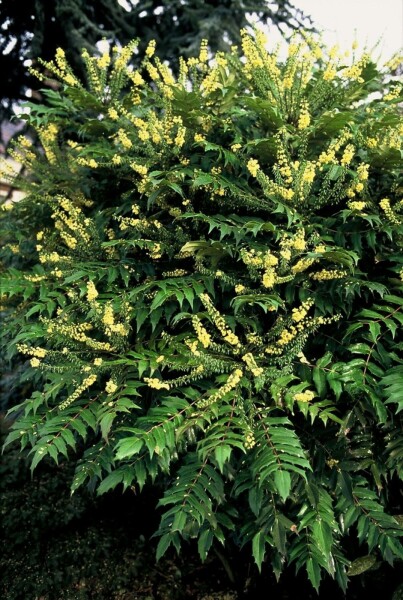 Buskmahonie Mahonia media 'Winter Sun' busk 30-40 C3,5 Mahonia media 'Winter Sun' busk 30-40 cm