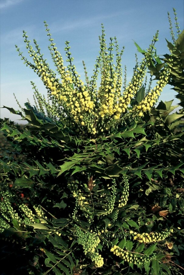 Buskmahonie Mahonia media 'Winter Sun' busk 30-40 C3,5 Mahonia media 'Winter Sun' busk 30-40 cm