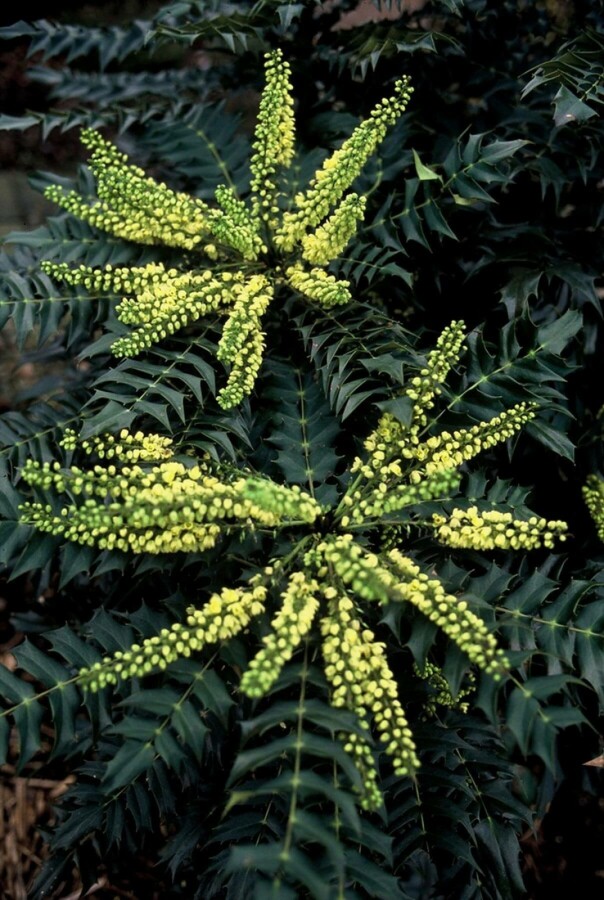 Buskmahonie Mahonia media 'Winter Sun' busk 30-40 C3,5 Mahonia media 'Winter Sun' busk 30-40 cm