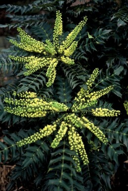 Buskmahonie Mahonia media 'Winter Sun' busk 30-40 C3,5 Mahonia media 'Winter Sun' busk 30-40 cm