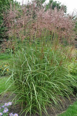 Kinesisk elefantgræs Miscanthus sinensis 'Ferner Osten' potte Miscanthus sinensis 'Ferner Osten'