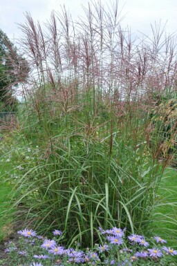 Kinesisk elefantgræs Miscanthus sinensis 'Ferner Osten' potte Miscanthus sinensis 'Ferner Osten'