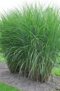 Kinesisk elefantgræs Miscanthus sinensis 'Gracillimus' potte Miscanthus sinensis 'Gracillimus'