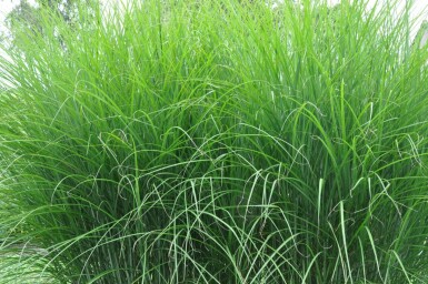 Kinesisk elefantgræs Miscanthus sinensis 'Gracillimus' potte Miscanthus sinensis 'Gracillimus'