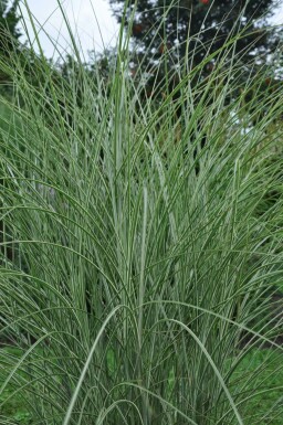 Hvidbroget elefantgræs Miscanthus sinensis 'Morning Light' potte Miscanthus sinensis 'Morning Light'