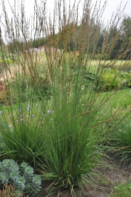 Almindelig blåtop Molinia caerulea 'Heidebraut' potte Molinia caerulea 'Heidebraut'