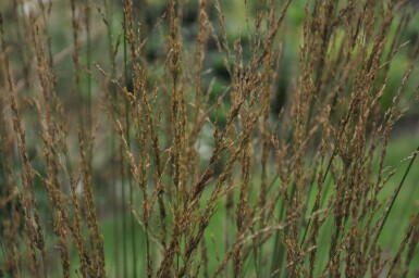 Almindelig blåtop Molinia caerulea 'Heidebraut' potte Molinia caerulea 'Heidebraut'