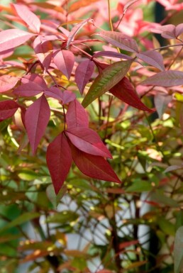 Himmelsk bambus Nandina domestica potte Nandina domestica