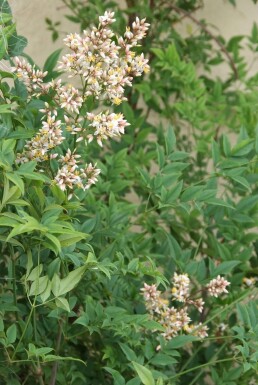 Himmelsk bambus Nandina domestica potte Nandina domestica