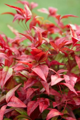 Himmelsk bambus Nandina domestica 'Firepower' potte Nandina domestica 'Firepower' busk