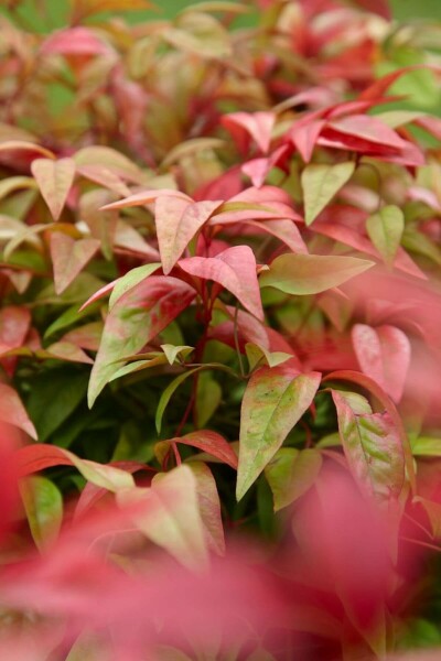 Nandina domestica 'Firepower' C5 35-40
