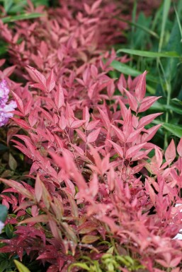 Himmelsk bambus Nandina domestica 'Obsessed' potte Nandina domestica 'Obsessed' busk