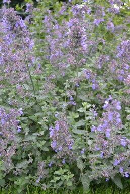 Almindelig blåkant Nepeta × faassenii 'Six Hills Giant' potte Nepeta × faassenii 'Six Hills Giant'