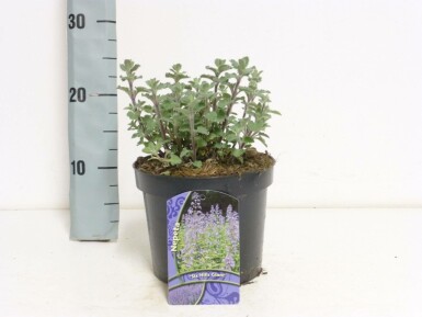 Almindelig blåkant Nepeta × faassenii 'Six Hills Giant' potte Nepeta × faassenii 'Six Hills Giant'