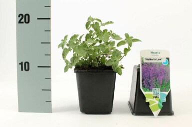 Almindelig blåkant Nepeta × faassenii 'Walker's Low' potte Nepeta × faassenii 'Walker's Low'