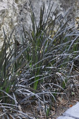 Slangeskæg Ophiopogon planiscapus 'Niger' potte Ophiopogon planiscapus 'Niger'