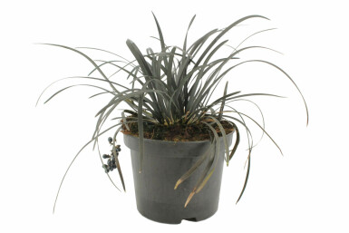 Slangeskæg Ophiopogon planiscapus 'Niger' potte Ophiopogon planiscapus 'Niger'