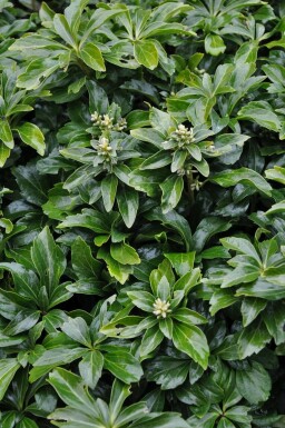 Vinterglans Pachysandra terminalis 'Green Sheen' potte Pachysandra terminalis 'Green Sheen'