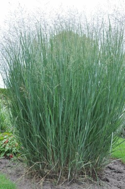 Staudehirse Panicum virgatum 'Heavy Metal' potte Panicum virgatum 'Heavy Metal'