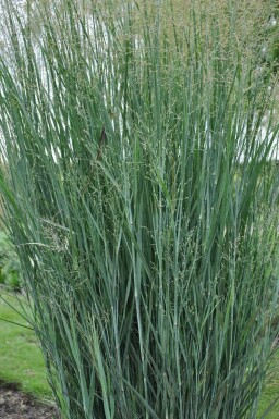 Staudehirse Panicum virgatum 'Heavy Metal' potte Panicum virgatum 'Heavy Metal'
