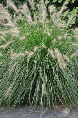 Lampepudsergræs Pennisetum alopecuroides 'Hameln' potte Pennisetum alopecuroides 'Hameln'