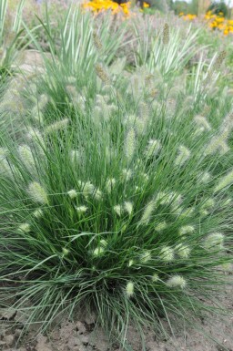 Lampepudsergræs Pennisetum alopecuroides 'Little Bunny' potte Pennisetum alopecuroides 'Little Bunny'