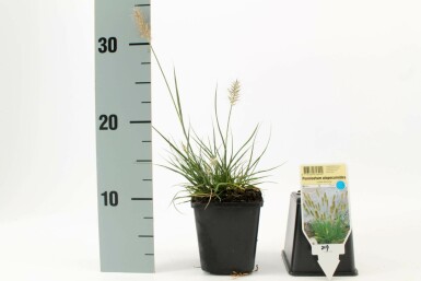 Lampepudsergræs Pennisetum alopecuroides 'Little Bunny' potte Pennisetum alopecuroides 'Little Bunny'