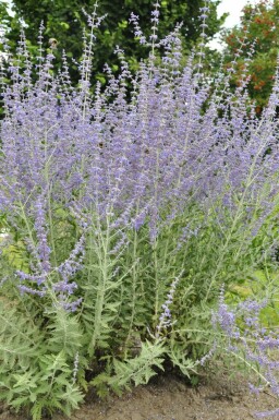 Russisk salvie Perovskia atriplicifolia 'Blue Spire' potte Perovskia atriplicifolia 'Blue Spire'