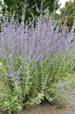 Perovskia atriplicifolia 'Blue Spire'