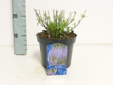 Russisk salvie Perovskia atriplicifolia 'Blue Spire' potte Perovskia atriplicifolia 'Blue Spire'