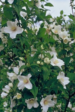 Pibeved Philadelphus 'Belle Etoile' potte Philadelphus 'Belle Etoile'