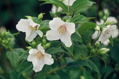 Pibeved Philadelphus 'Belle Etoile' potte Philadelphus 'Belle Etoile'