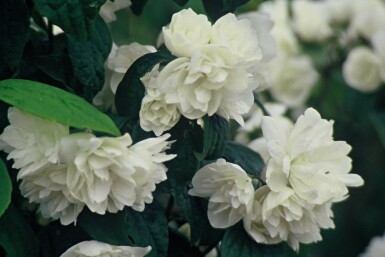 Philadelphus 'Virginal' C2 40-60