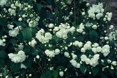 Philadelphus 'Virginal' C2 40-60