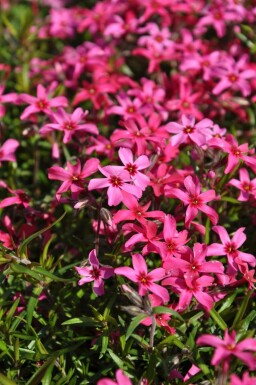 Lyngfloks Phlox subulata 'Atropurpurea' potte Phlox subulata 'Atropurpurea'