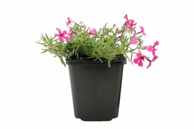 Lyngfloks Phlox subulata 'Atropurpurea' potte Phlox subulata 'Atropurpurea'