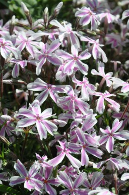Lyngfloks Phlox subulata 'Candy Stripes' potte Phlox subulata 'Candy Stripes'