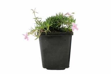 Lyngfloks Phlox subulata 'Candy Stripes' potte Phlox subulata 'Candy Stripes'