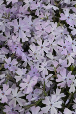 Lyngfloks Phlox subulata 'Emerald Cushion Blue' potte Phlox subulata 'Emerald Cushion Blue'