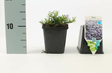 Lyngfloks Phlox subulata 'Emerald Cushion Blue' potte Phlox subulata 'Emerald Cushion Blue'