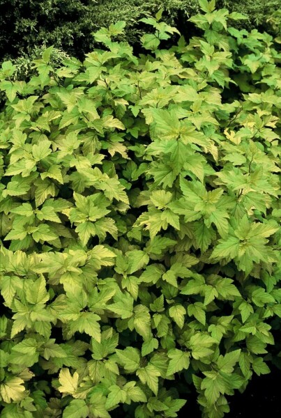 Physocarpus opulifolius 'Dart's Gold' C2 30-40