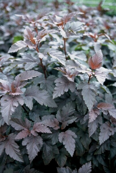 Physocarpus opulifolius 'Diabolo' C3 40-60